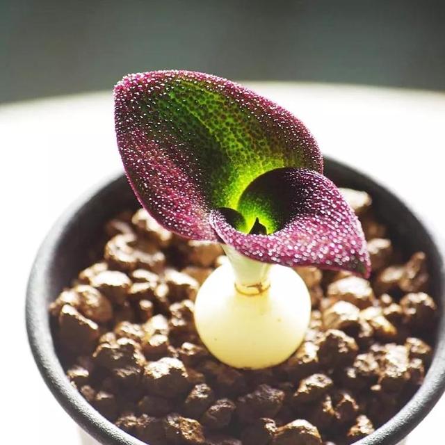 常见的多肉品种图鉴(100种罕见多肉图鉴)(6)