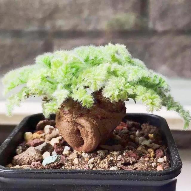 常见的多肉品种图鉴(100种罕见多肉图鉴)(19)