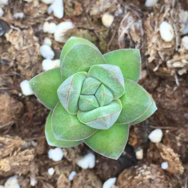 常见的多肉品种图鉴(100种罕见多肉图鉴)(61)