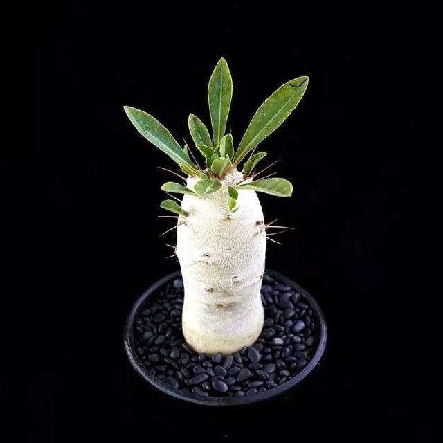 常见的多肉品种图鉴(100种罕见多肉图鉴)(66)