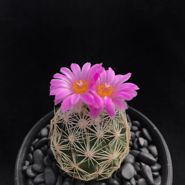 常见的多肉品种图鉴(100种罕见多肉图鉴)(102)