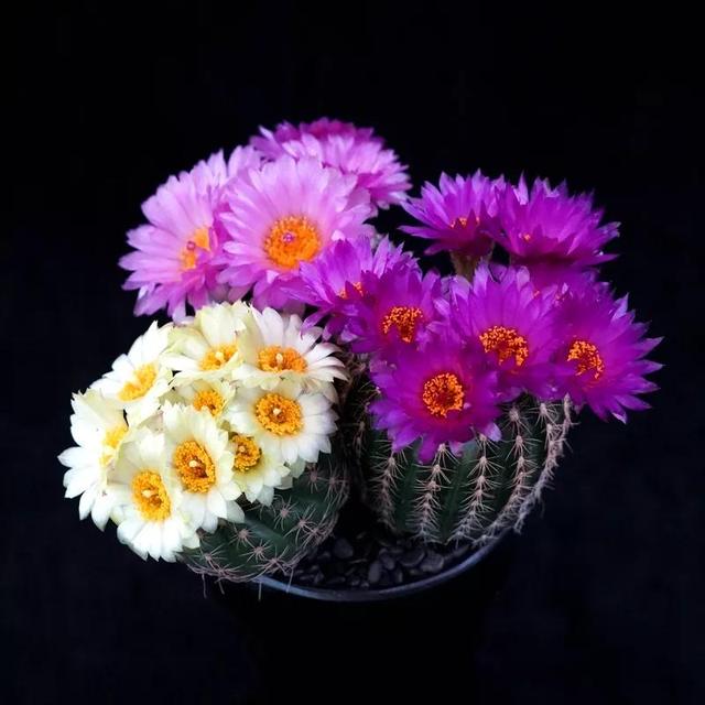 常见的多肉品种图鉴(100种罕见多肉图鉴)(96)