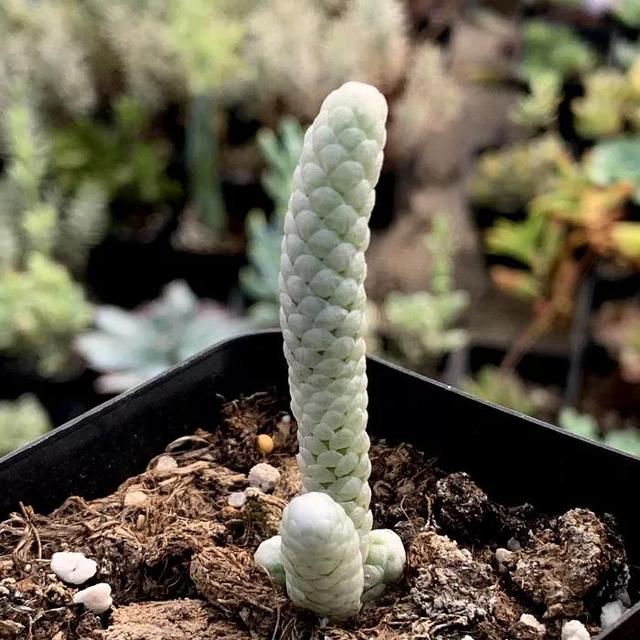 常见的多肉品种图鉴(100种罕见多肉图鉴)(48)