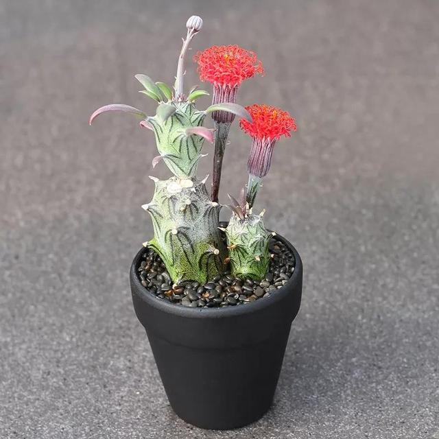 常见的多肉品种图鉴(100种罕见多肉图鉴)(20)