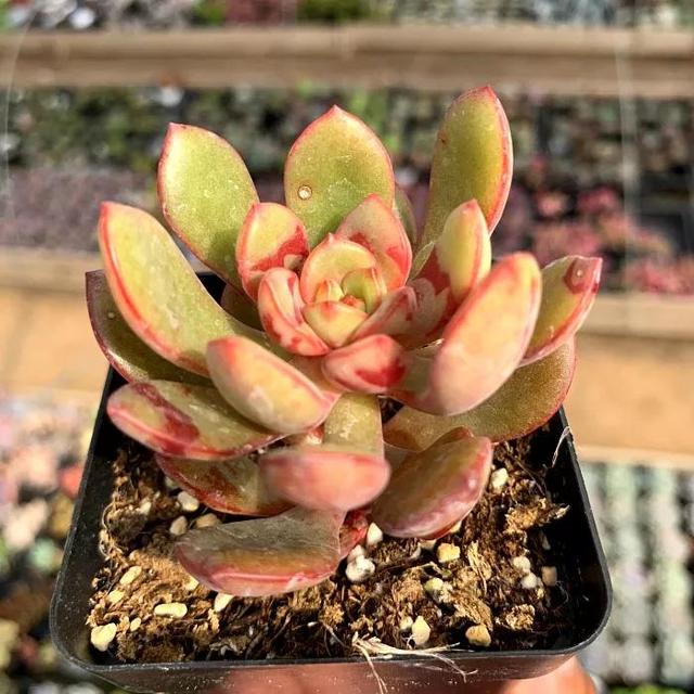 常见的多肉品种图鉴(100种罕见多肉图鉴)(63)