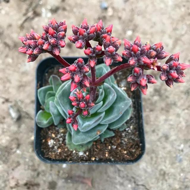 常见的多肉品种图鉴(100种罕见多肉图鉴)(46)