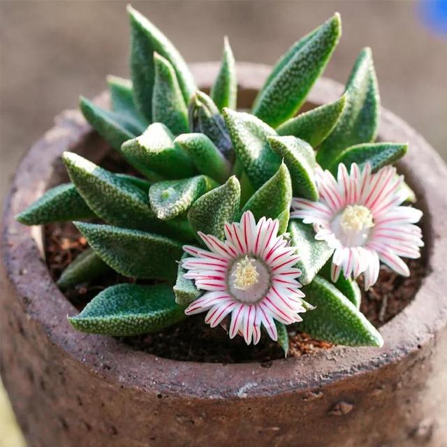 常见的多肉品种图鉴(100种罕见多肉图鉴)(8)