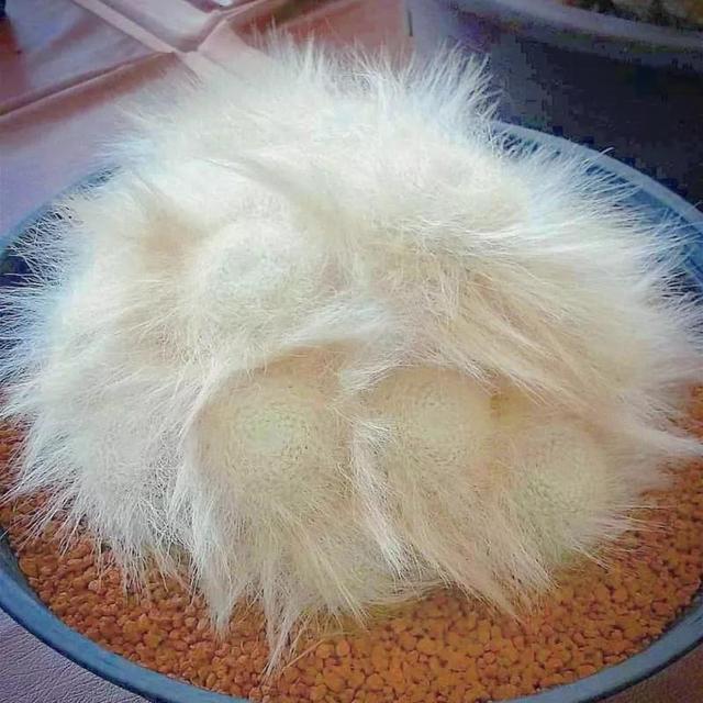 常见的多肉品种图鉴(100种罕见多肉图鉴)(1)