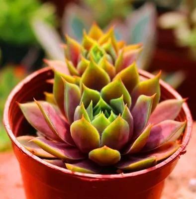 常见的多肉品种图鉴(100种罕见多肉图鉴)(62)