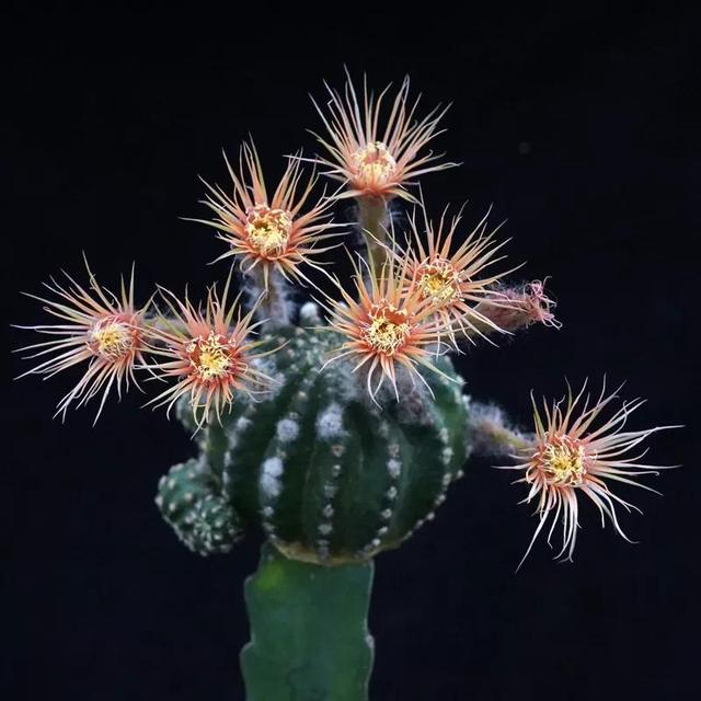 常见的多肉品种图鉴(100种罕见多肉图鉴)(84)