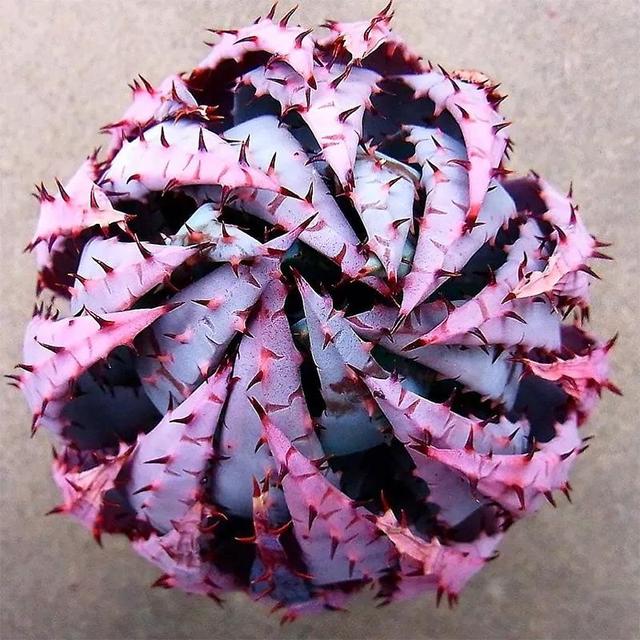 常见的多肉品种图鉴(100种罕见多肉图鉴)(17)