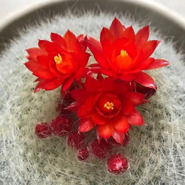 常见的多肉品种图鉴(100种罕见多肉图鉴)(86)