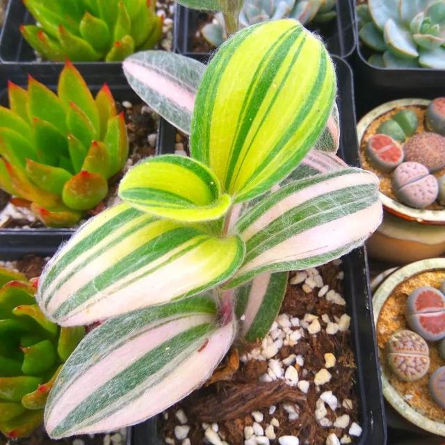 常见的多肉品种图鉴(100种罕见多肉图鉴)(60)