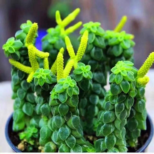 常见的多肉品种图鉴(100种罕见多肉图鉴)(42)