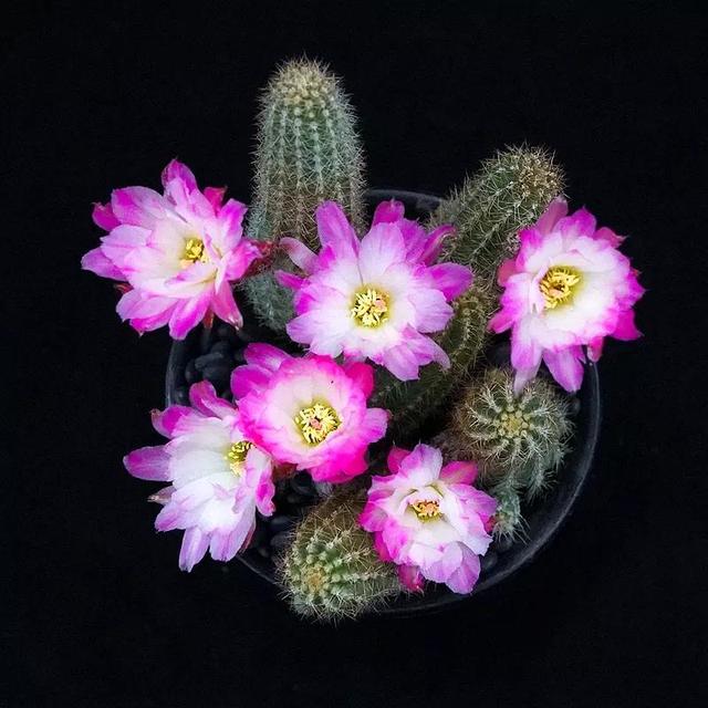 常见的多肉品种图鉴(100种罕见多肉图鉴)(90)