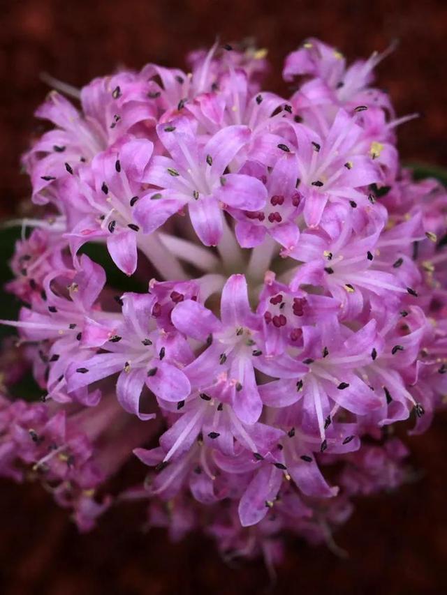 常见的多肉品种图鉴(100种罕见多肉图鉴)(10)