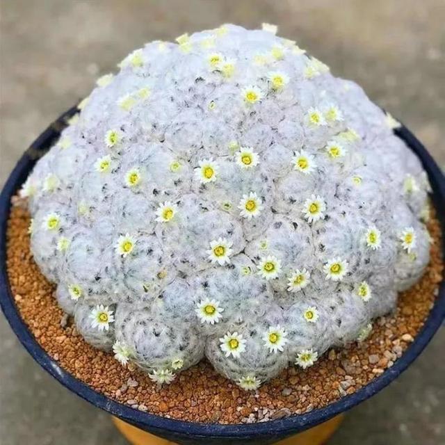 常见的多肉品种图鉴(100种罕见多肉图鉴)(91)