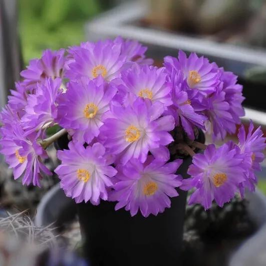 常见的多肉品种图鉴(100种罕见多肉图鉴)(80)