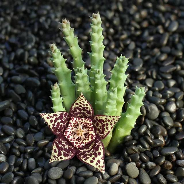 常见的多肉品种图鉴(100种罕见多肉图鉴)(101)