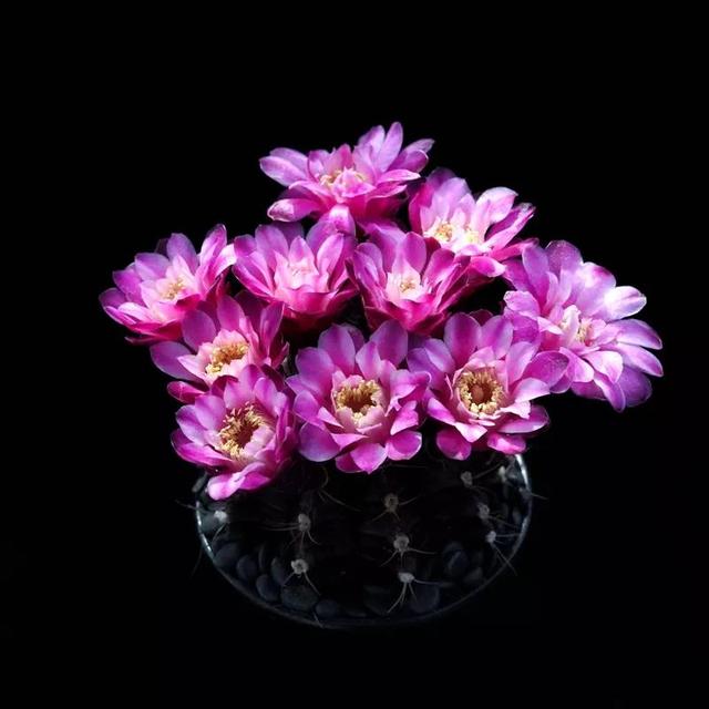 常见的多肉品种图鉴(100种罕见多肉图鉴)(106)