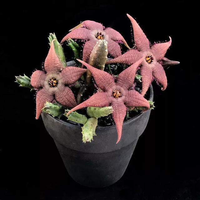 常见的多肉品种图鉴(100种罕见多肉图鉴)(75)