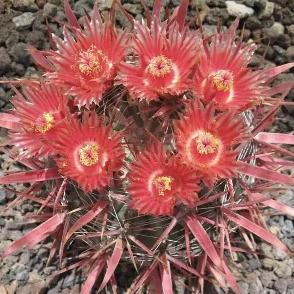 常见的多肉品种图鉴(100种罕见多肉图鉴)(79)