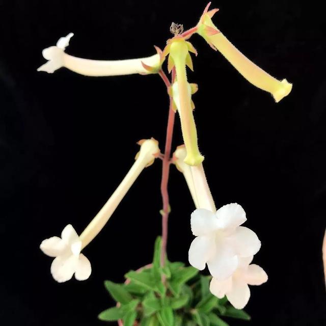 常见的多肉品种图鉴(100种罕见多肉图鉴)(65)