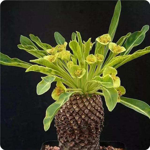 常见的多肉品种图鉴(100种罕见多肉图鉴)(29)