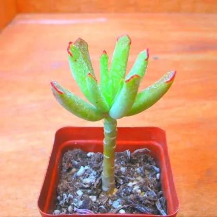 常见的多肉品种图鉴(100种罕见多肉图鉴)(52)