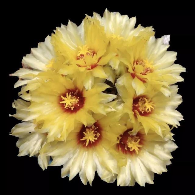 常见的多肉品种图鉴(100种罕见多肉图鉴)(103)