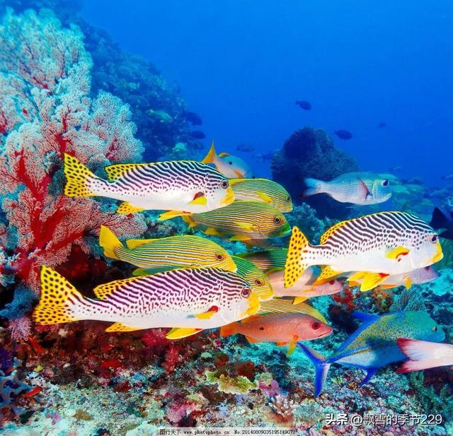 被外国侵占的南海岛礁有哪些(南海岛礁有哪些被我国实际控制)(2)