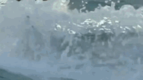 公牛真鲨百科介绍(勇敢公牛鲨不怕困难)(24)