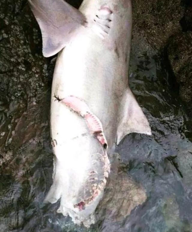 公牛真鲨百科介绍(勇敢公牛鲨不怕困难)(26)