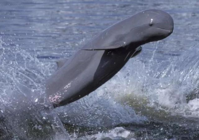 公牛真鲨百科介绍(勇敢公牛鲨不怕困难)(7)