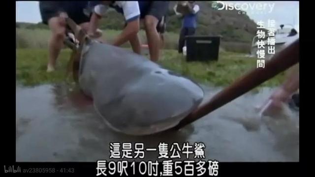 公牛真鲨百科介绍(勇敢公牛鲨不怕困难)(4)