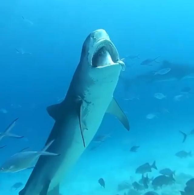 公牛真鲨百科介绍(勇敢公牛鲨不怕困难)(25)