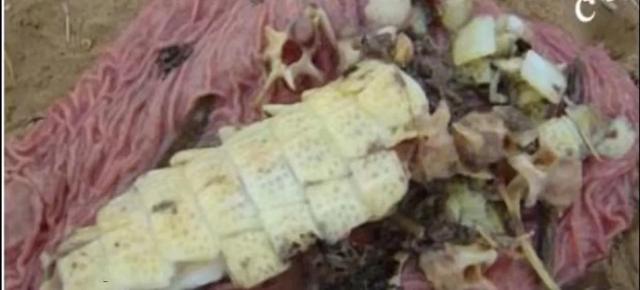 公牛真鲨百科介绍(勇敢公牛鲨不怕困难)(10)