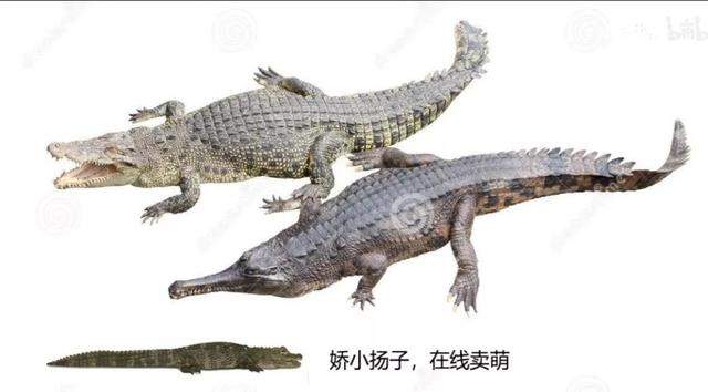 公牛真鲨百科介绍(勇敢公牛鲨不怕困难)(17)