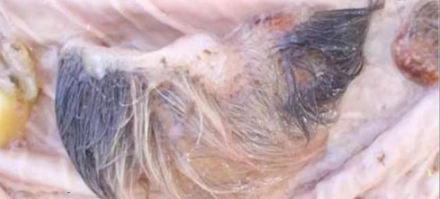 公牛真鲨百科介绍(勇敢公牛鲨不怕困难)(9)