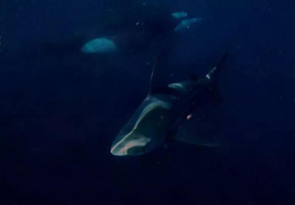 公牛真鲨百科介绍(勇敢公牛鲨不怕困难)(16)