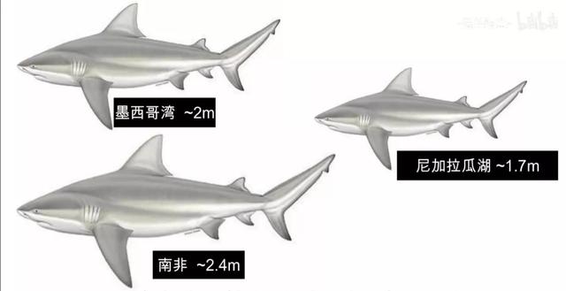 公牛真鲨百科介绍(勇敢公牛鲨不怕困难)(3)
