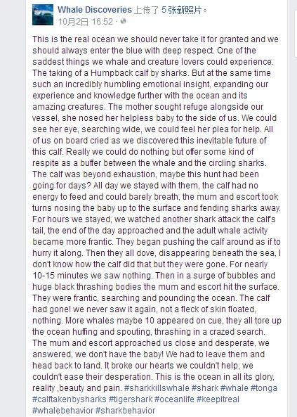 公牛真鲨百科介绍(勇敢公牛鲨不怕困难)(15)