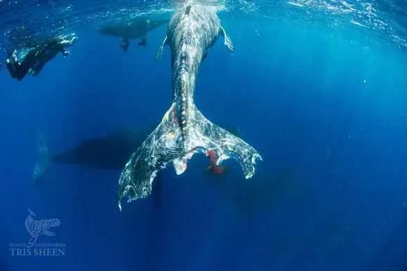 公牛真鲨百科介绍(勇敢公牛鲨不怕困难)(12)