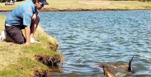 公牛真鲨百科介绍(勇敢公牛鲨不怕困难)(2)