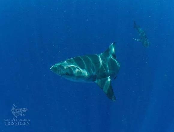 公牛真鲨百科介绍(勇敢公牛鲨不怕困难)(14)