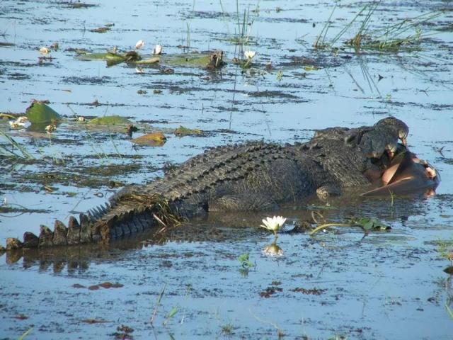 公牛真鲨百科介绍(勇敢公牛鲨不怕困难)(19)