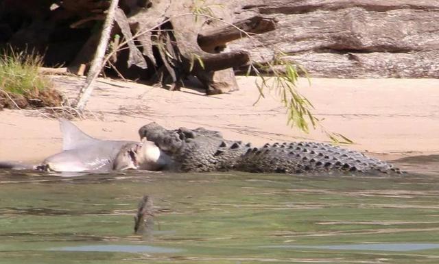 公牛真鲨百科介绍(勇敢公牛鲨不怕困难)(20)