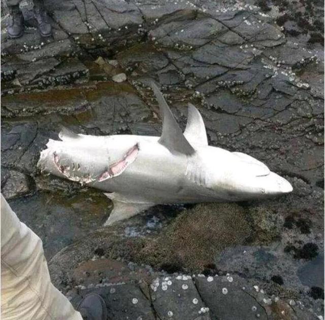 公牛真鲨百科介绍(勇敢公牛鲨不怕困难)(27)