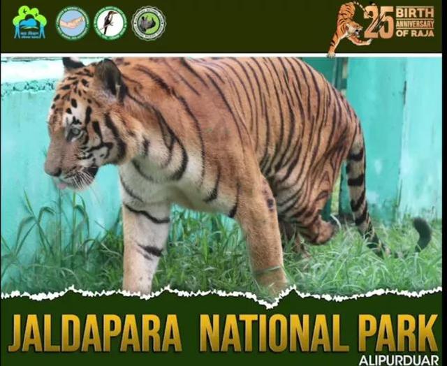 公牛真鲨百科介绍(勇敢公牛鲨不怕困难)(11)