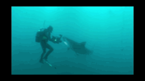 公牛真鲨百科介绍(勇敢公牛鲨不怕困难)(23)